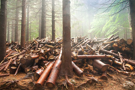 Agoraie taglio del bosco, foto M.Pregliasco