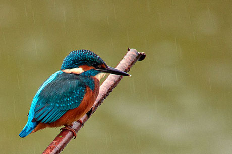Martinpescatore