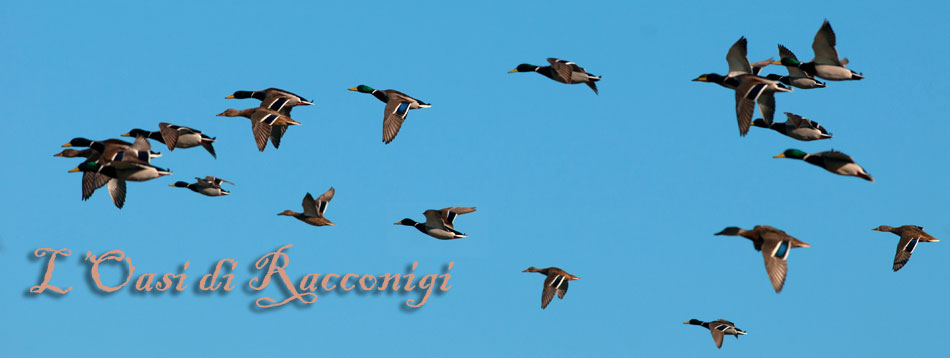 Racconigi anatre in volo