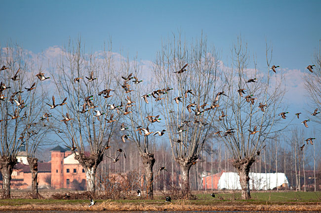 Racconigi anatre in volo