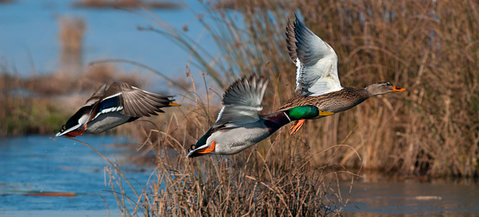 Racconigi anatre in volo