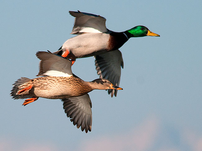 Racconigi anatre in volo