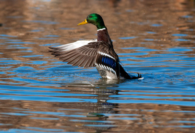 Racconigi anatre in volo